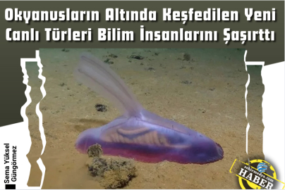 okyanusların derinliklerinde yeni canlı türü